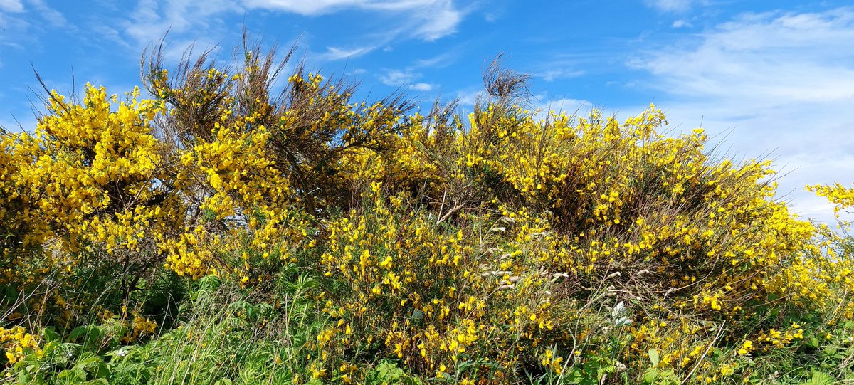 Ginsterblüte auf Hiddensee