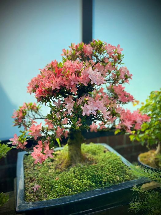 VeaWaroux's tweet photo. La patience à la japonaise… un travail de plusieurs années pour profiter quelques jours de la floraison d’une azalée Satsuki 🇯🇵… Hanami, llittéralement, « regarder les fleurs ») est la coutume traditionnelle japonaise d'apprécier la beauté des fleurs 🌺 🌺 🌺 #HyperFan https://t.co/915A8Axz6U
