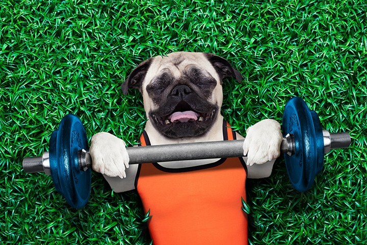 JoinThePugs's tweet photo. It's the Pug Workout!
.
.
.
 #pug #pugs #puglife #puglove #pugpuppy #puglover https://t.co/a4aGEoWB9h https://t.co/yQtCISefe5