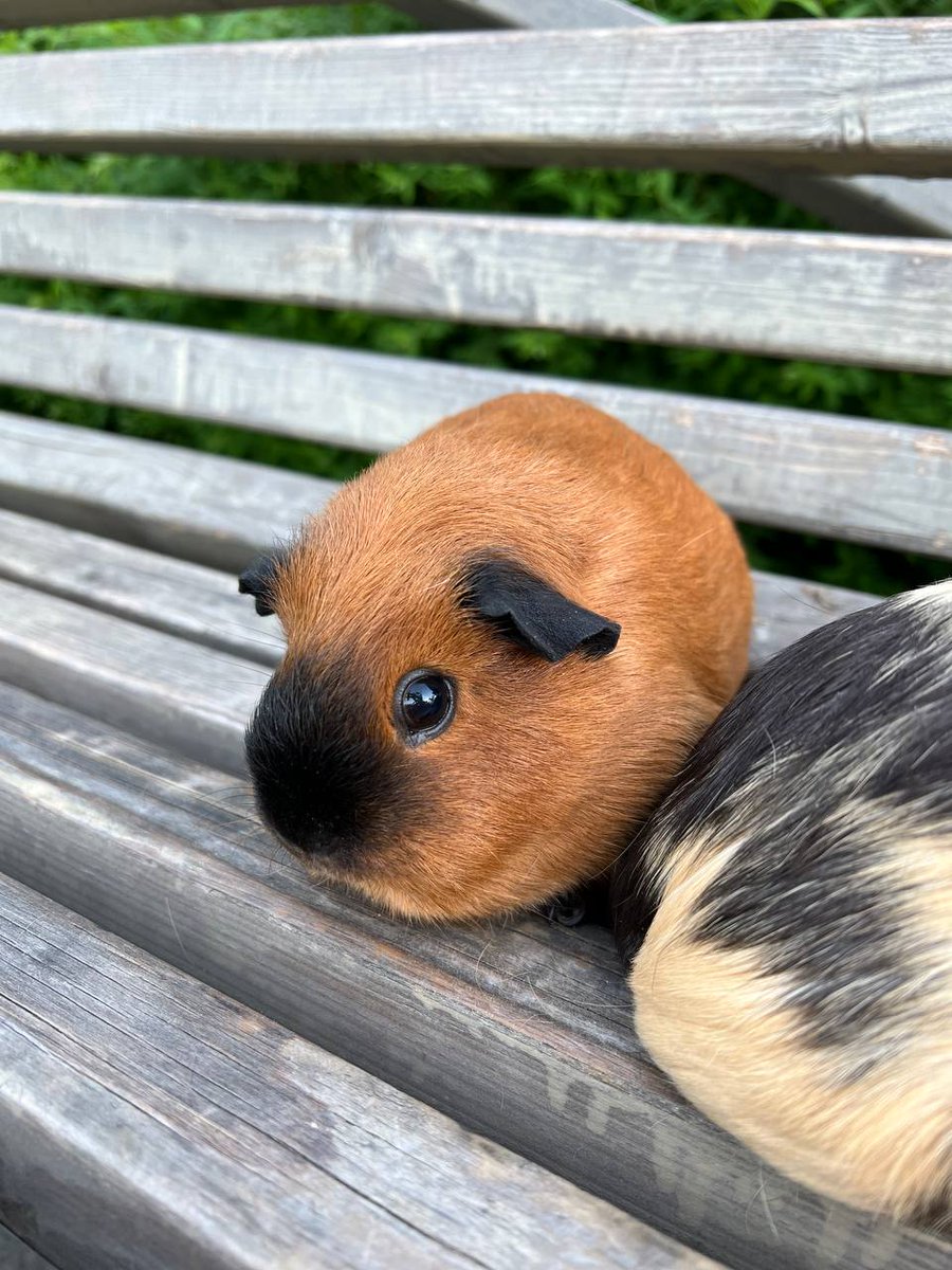 Тот кто говорит что счастье не купить, никогда не наслаждался обществом морских свинок 🥰