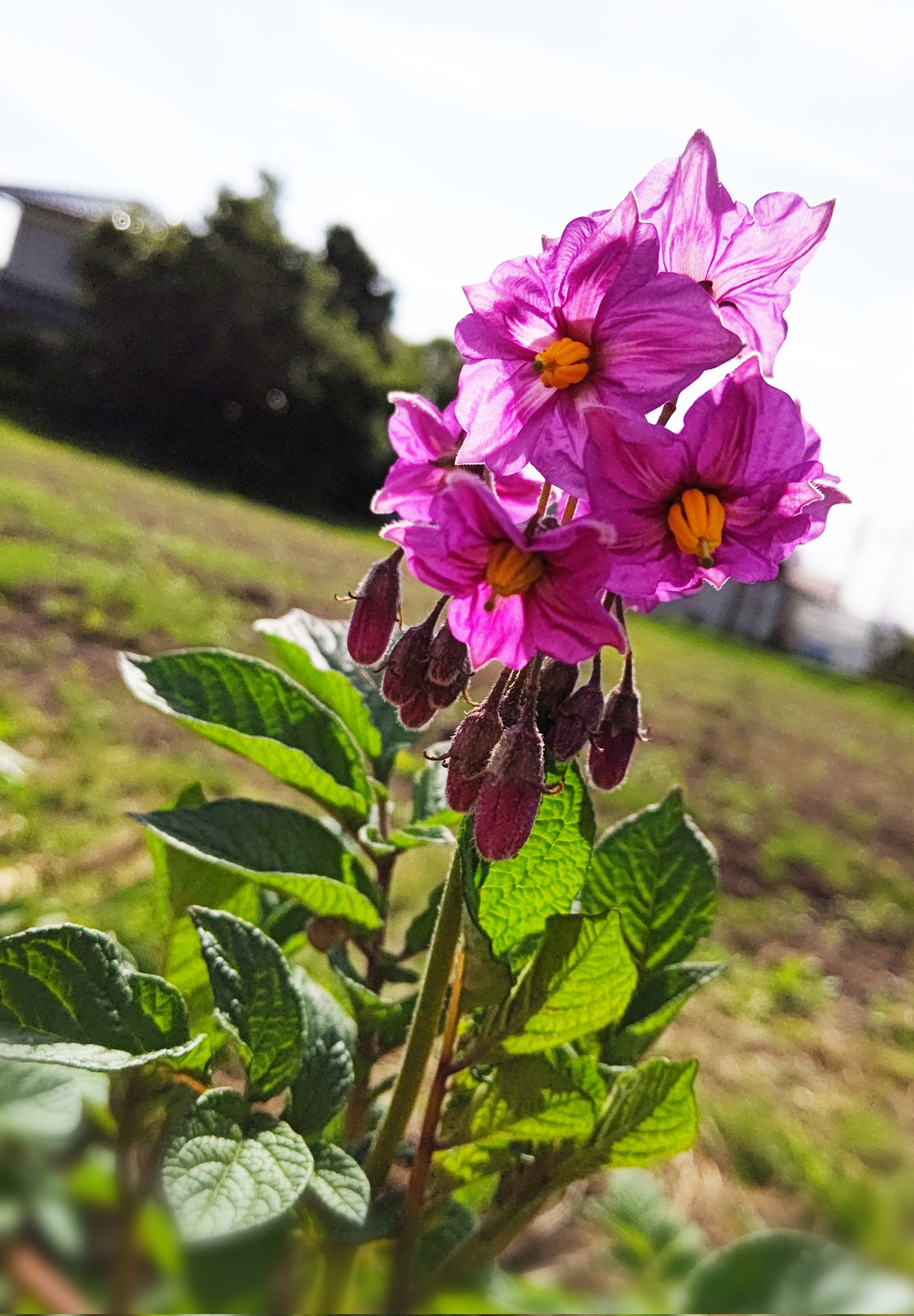 ヨーポン じゃがいも の花 レッドムーン T Co Ndhywhazp7 Twitter