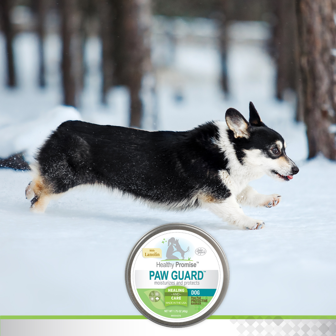 FourPawsBrand's tweet image. From walking on hot pavement in the summer to salt-treated sidewalks in the winter, Healthy Promise Paw Guard protects and restores! Shop it on @Chewy.

#FourPawsProducts #summerdog #petcare #dogpaws