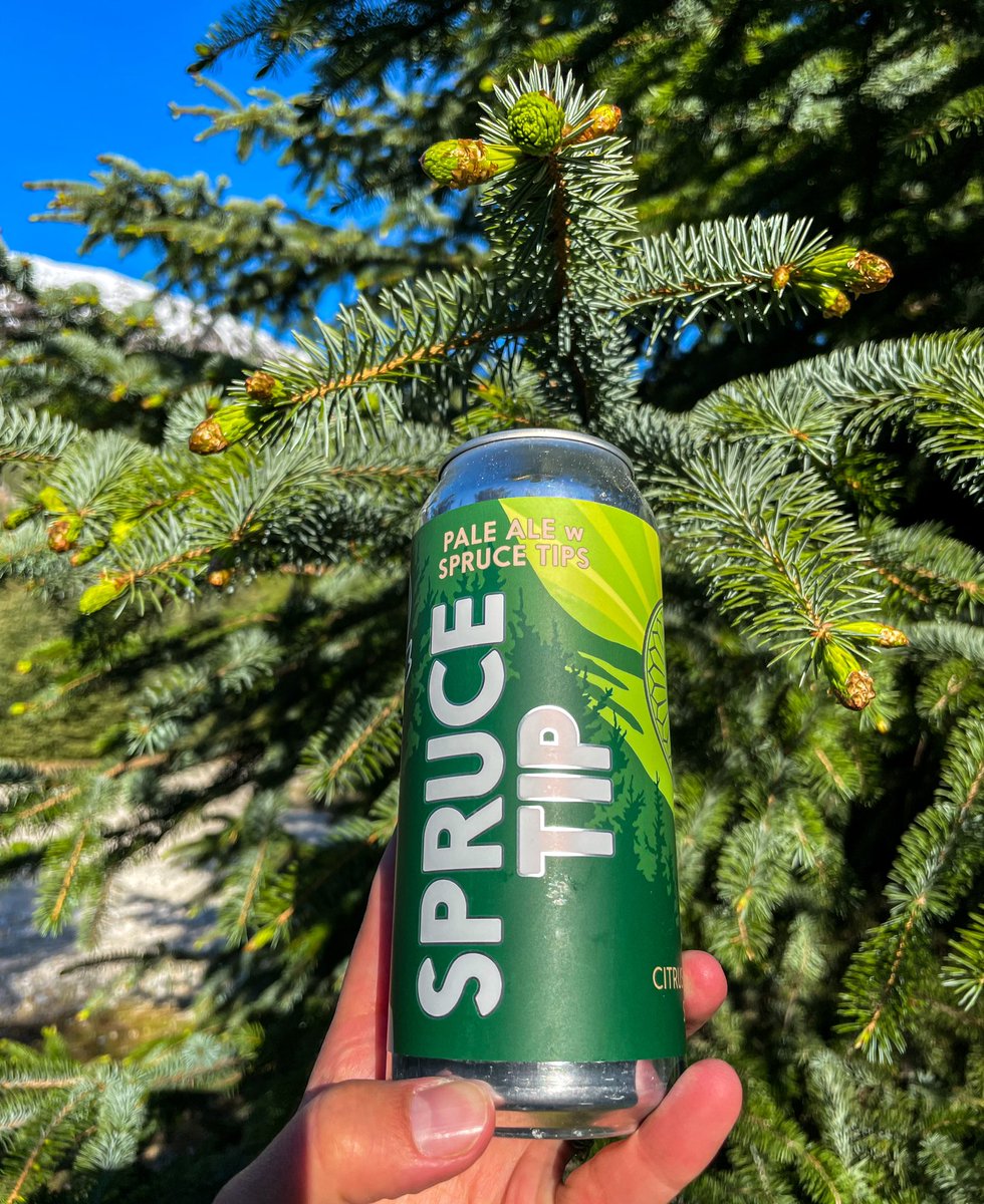 winterlongbeer's tweet image. 5 more sleeps until SPRUCE TIP release day on Saturday, JUNE 18th!!!

Check out the latest blog for details on PRE-ORDERS winterlongbrewing.com/news/2022-06-1…

#winterlong #yukoncraftbeer #sprucetip #sprucebeer #craftbeer #seasonalbeer #foraged #localbeer #localbrewery