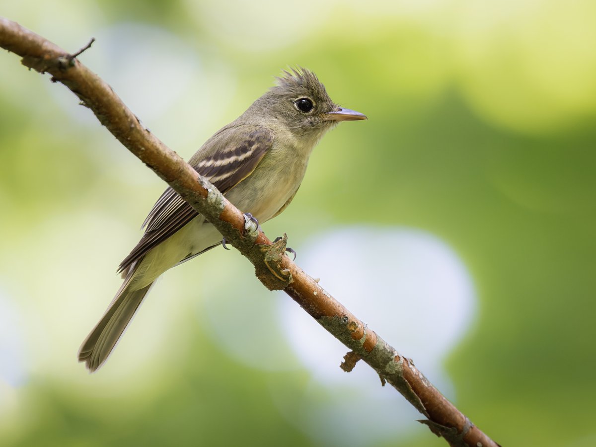 Acadian Flycatcher