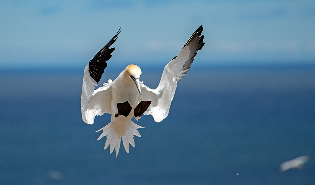KarpanParkland's tweet image. Coming in for a graceful landing at the gannet colony at Bonaventure Island near #Perce Quebec #quebecmaritime #quebecbythesea #tourismepercé  #gaspesie #thephotohour #birdphotogrphy #TMACtravel #TMACYAS bound