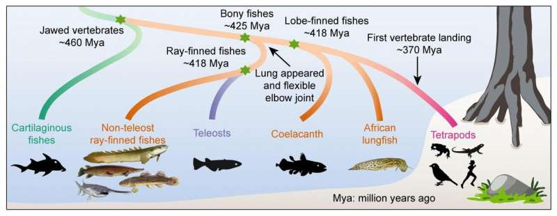 SteveStuWill's tweet photo. Related: An alien scientist would take one look the vertebrate family tree and conclude that humans and other tetrapods are a weird side-branch of the fish family – that we're "land fish," in other words. #TATUTU https://t.co/ko14VNyOPD, p. 4.
Figure: https://t.co/o1i9OYRWZr https://t.co/AyUvMkLFSP