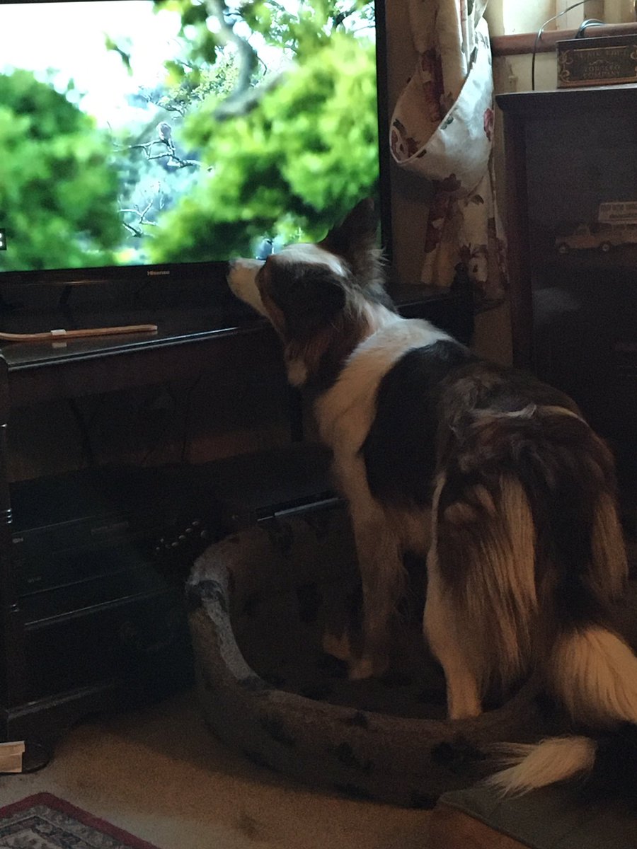 Jackie76102401's tweet photo. Wren is going to SO disappointed when @BBCSpringwatch finishes #tellyaddict https://t.co/urQ9vVG9XK