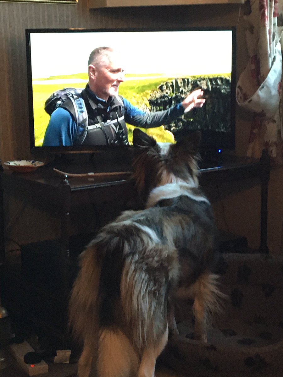Jackie76102401's tweet photo. Wren is going to SO disappointed when @BBCSpringwatch finishes #tellyaddict https://t.co/urQ9vVG9XK