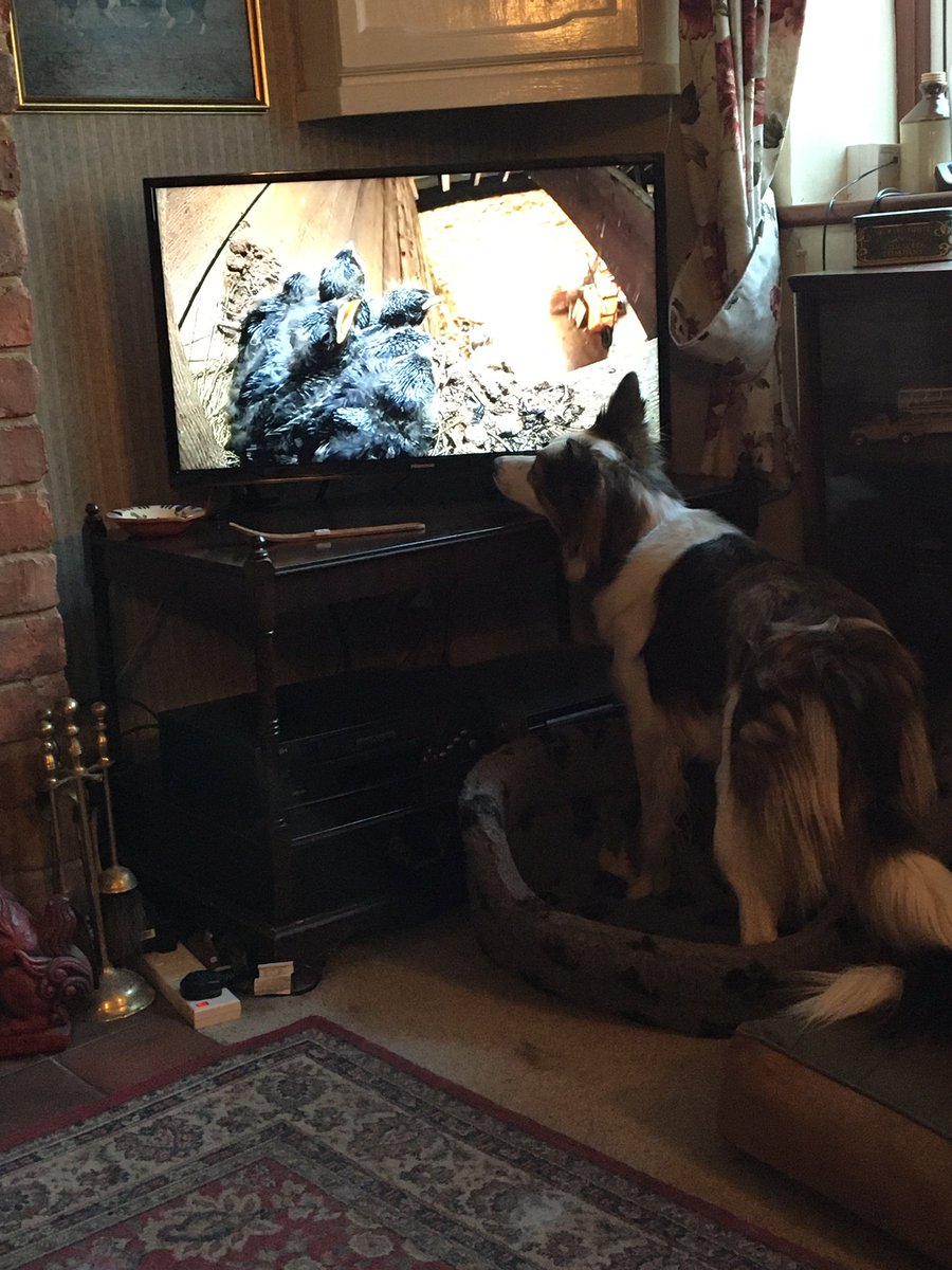 Jackie76102401's tweet photo. Wren is going to SO disappointed when @BBCSpringwatch finishes #tellyaddict https://t.co/urQ9vVG9XK