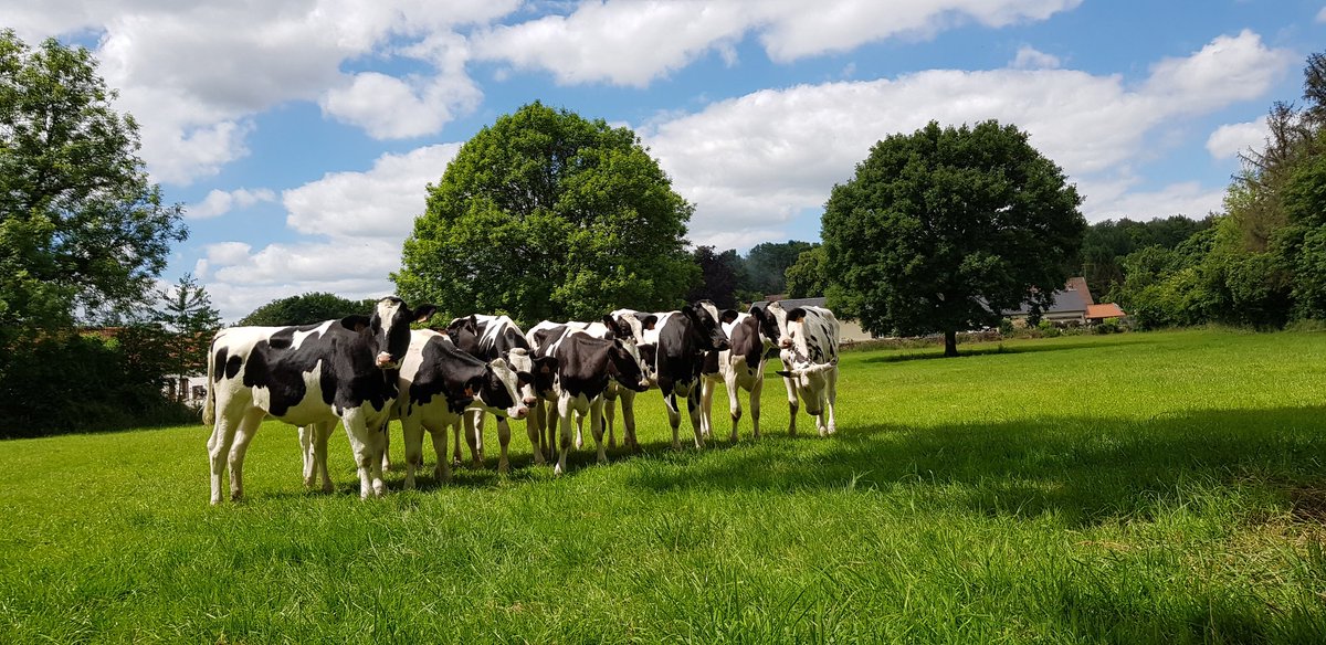 EkoLogIt's tweet image. A very curious audience attended the #CoolTree fieldwork campaign this afternoon 🐄😂 Nice day w/ Karlien, @HaesenStef, @f_spicher et al. scanning crazy big &amp;amp; old trees north of Amiens 😍 Check the two tilia trees below, one is +300 yr old &amp;amp; the other is +600 yr old 🤩