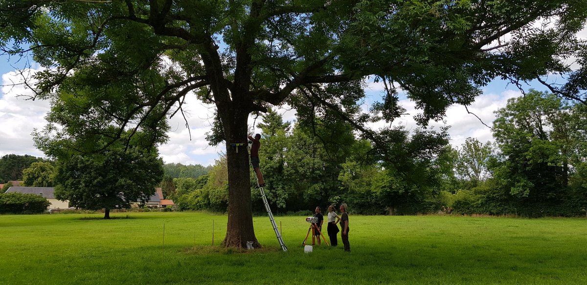 EkoLogIt's tweet image. A very curious audience attended the #CoolTree fieldwork campaign this afternoon 🐄😂 Nice day w/ Karlien, @HaesenStef, @f_spicher et al. scanning crazy big &amp;amp; old trees north of Amiens 😍 Check the two tilia trees below, one is +300 yr old &amp;amp; the other is +600 yr old 🤩