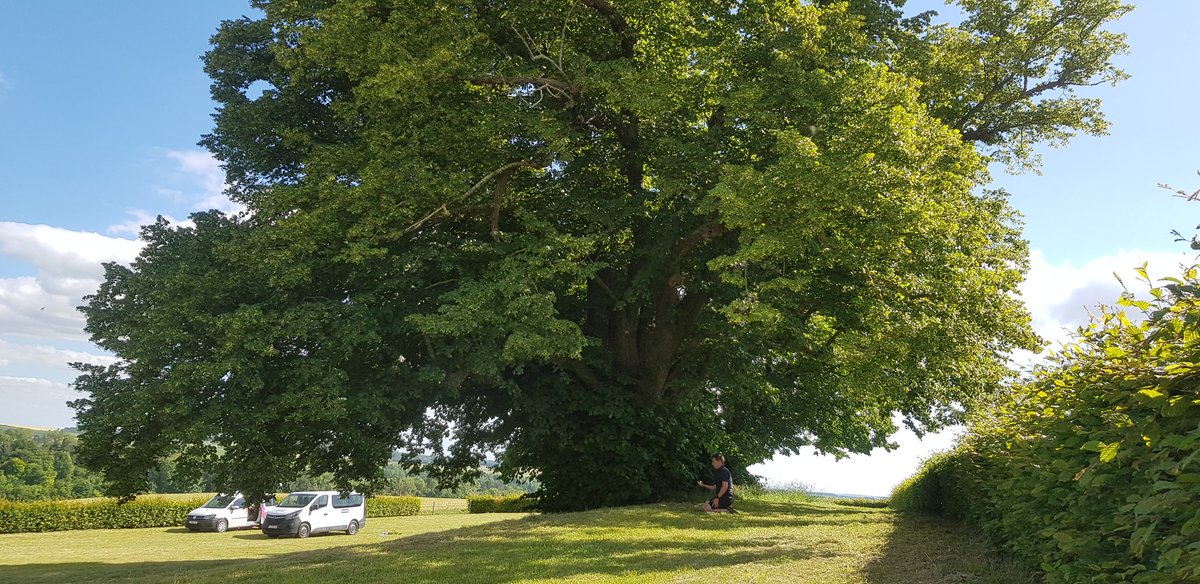 EkoLogIt's tweet image. A very curious audience attended the #CoolTree fieldwork campaign this afternoon 🐄😂 Nice day w/ Karlien, @HaesenStef, @f_spicher et al. scanning crazy big &amp;amp; old trees north of Amiens 😍 Check the two tilia trees below, one is +300 yr old &amp;amp; the other is +600 yr old 🤩