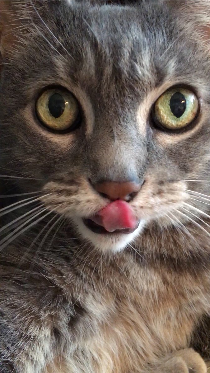 SGWantuck's tweet photo. Hedley and his shenanigans. #cats #catsoftwitter #mildMonday https://t.co/IWJm5f5f2a