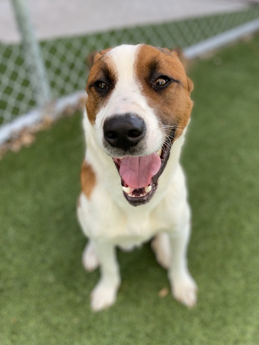 Mark Schnyder (@markschnyder) on Twitter photo Billow <a href="/CityArlington/">City of Arlington, Texas- Animal Services</a> was figuring out his “good side” then realized they are all good sides! Adopt: arlingtontx.gov/animals #RescueDogs Billow <a href="/CityArlington/">City of Arlington, Texas- Animal Services</a> was figuring out his “good side” then realized they are all good sides! Adopt: arlingtontx.gov/animals #RescueDogs