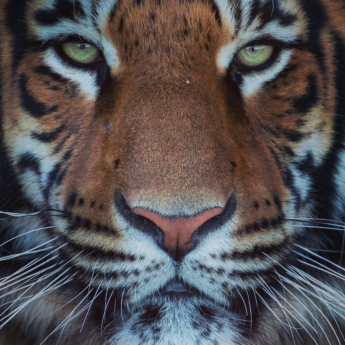 NickKleer's tweet image. Happy Monday everyone. Just thought I’d share an image of one of my favourite creatures out there ✌🏻