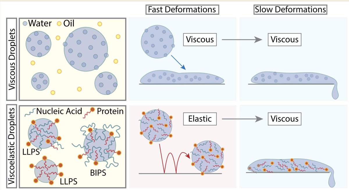 Dmichiel1's tweet photo. @mattimare and I wrote a Perspective paper on the "Rheology and Viscoelasticity of Proteins and Nucleic Acids Condensates" now published in @JACS_Au. I hate to moan, but this was hard work! I hope condensates fans will find it useful. 1/4
https://t.co/4sdfpYniYK https://t.co/UEEe3MStip