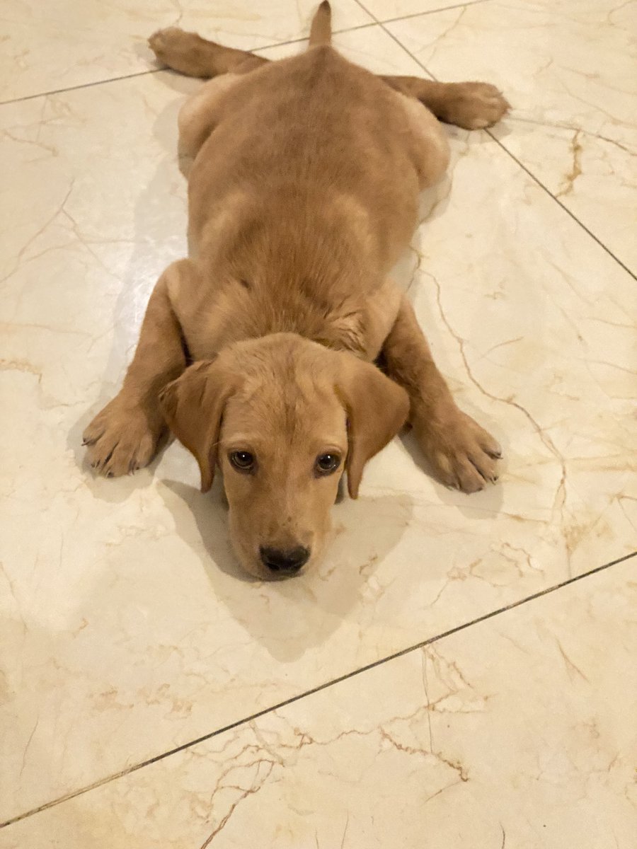 Leaving this cutie behind as I fly back to States to start my #internyear.