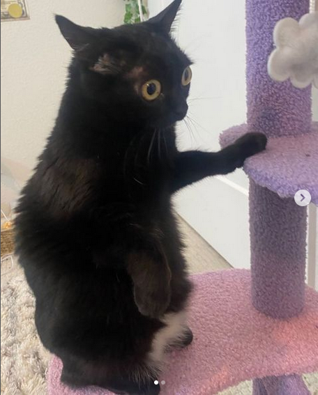 WholesomeMeme's tweet photo. Cat. https://t.co/hTVIiyE1c1