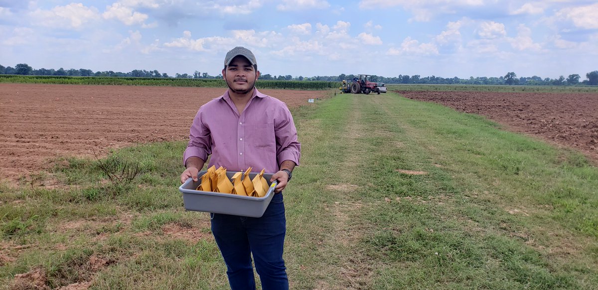 LSU Phytobacteriology Lab tweet media