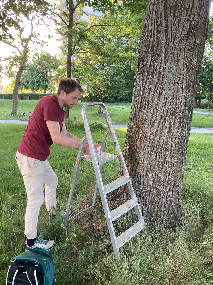 frederik_gerits's tweet image. Collecting the first arthropod data from the #Cooltree project right before our door in the city park @ForNaLab @PieterDeFrenne --&amp;gt; Look for us climbing trees on Wednesday, all over Ghent 🌳🌡️🧐🐝🪰