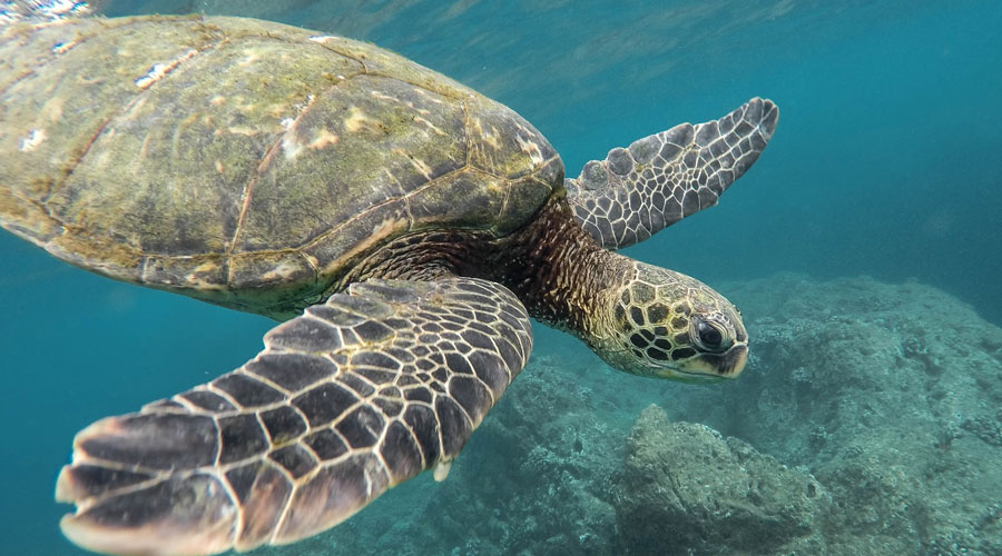 The U.S. House of Representatives is set to vote tomorrow on a bipartisan &amp; historic bill that will help sea turtles + 12,000 more #species. Please CALL TODAY to urge a YES vote for the Recovering America’s Wildlife Act. 🌎 #RecoverWildlife

Take Action 📲 ow.ly/Eo9H50JwtxN