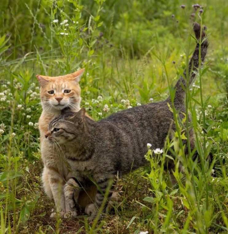 #hayvansevgisi #hayvanlar #animals #beykozüniversitesi #animalscanconcent