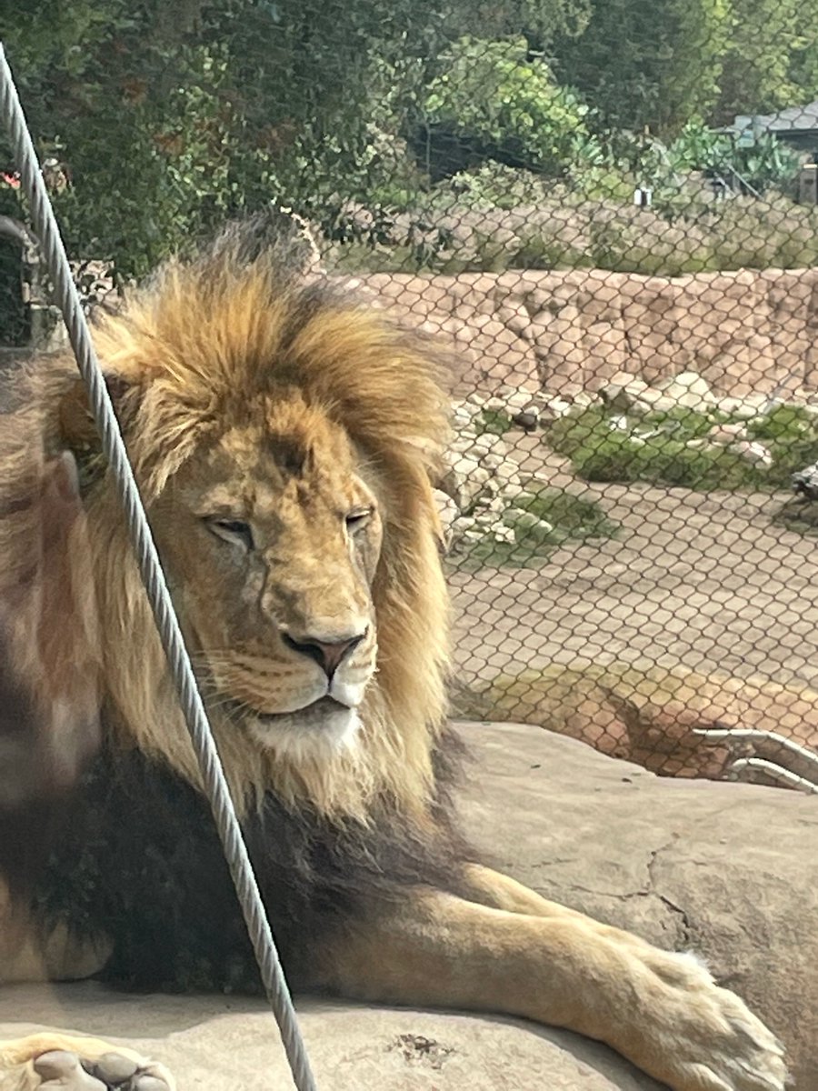 KainsLions's tweet photo. We had a great time at the zoo! Thank you very much to our chaperones! #chsalions 🦁 https://t.co/HuHEPMIqJe