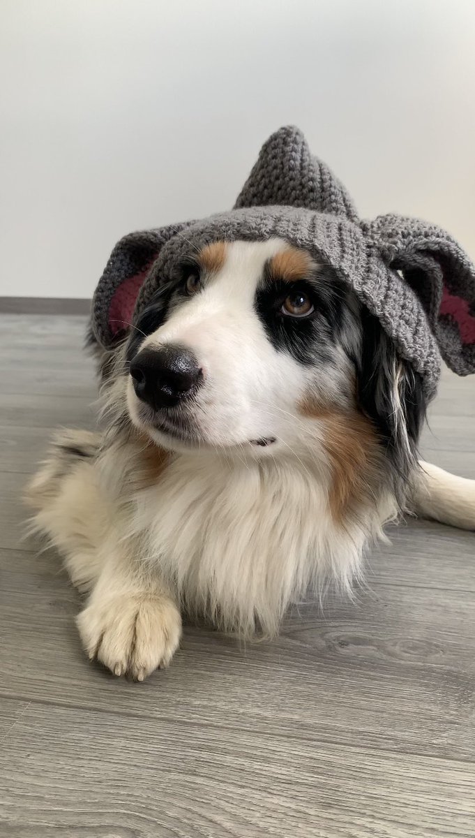 Aussiekko tweet media