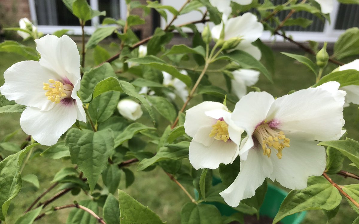 #GardensHour I didn’t trim the Philadelphus like I’m supposed to- so pleased because it looks great now #gardening