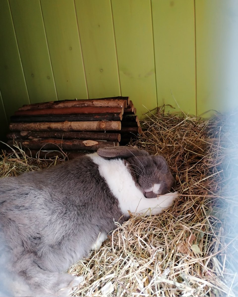 BurrowedHearts's tweet photo. Buttons fast asleep 😴

#rabbit #adoptdontshop #animalrescue #nottingham #rabbits #charity https://t.co/2Gu1beYnZX