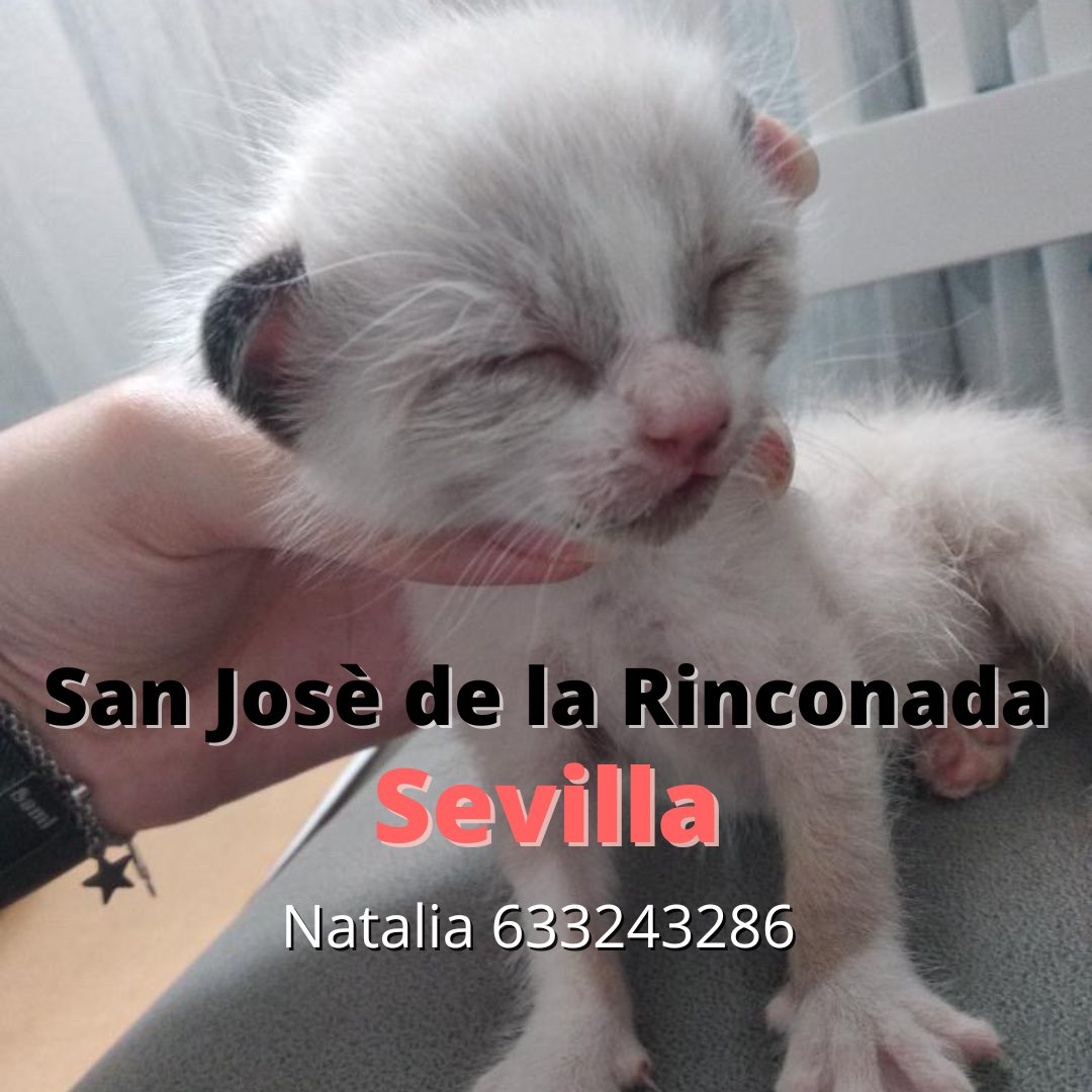 GhatoVerde's tweet photo. CASO EXTERNO 
Lactante encontrado en San José de la Rinconada, #sevilla 
Necesita acogida o adopción urgente
Por favos, si no puedes, difunde 
Contacto: 633243286 - Natalia
#cats #AdoptaNoCompres https://t.co/gzXNAuJYL7