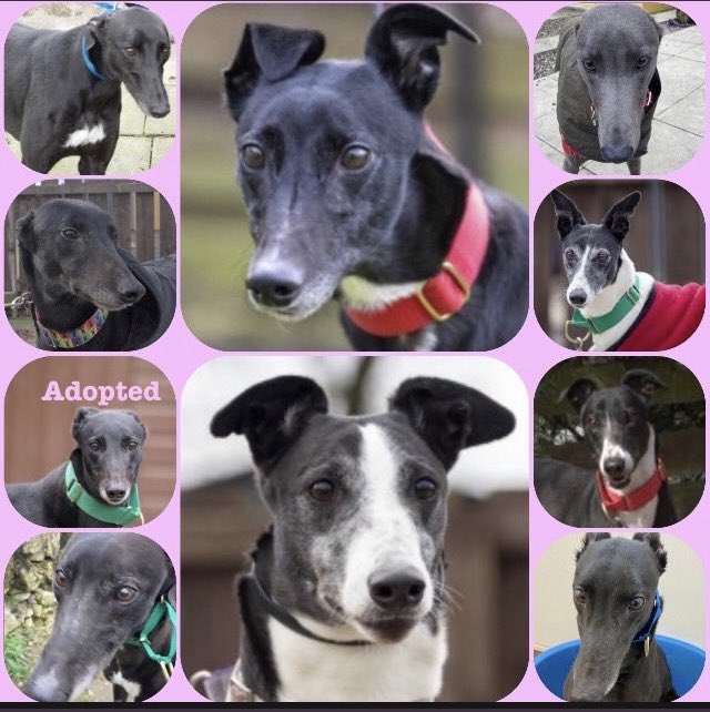 Greyhound Rescue Fife tweet media