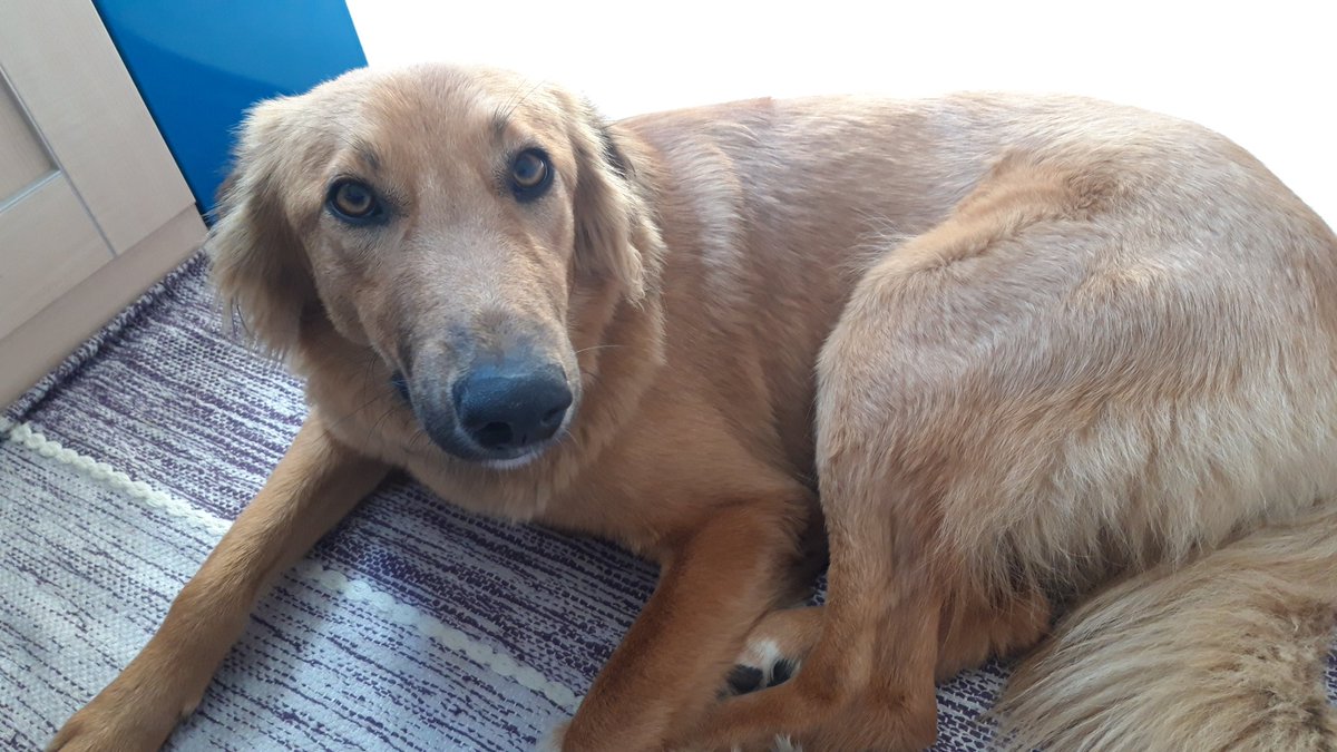 Sandra Collins tweet media