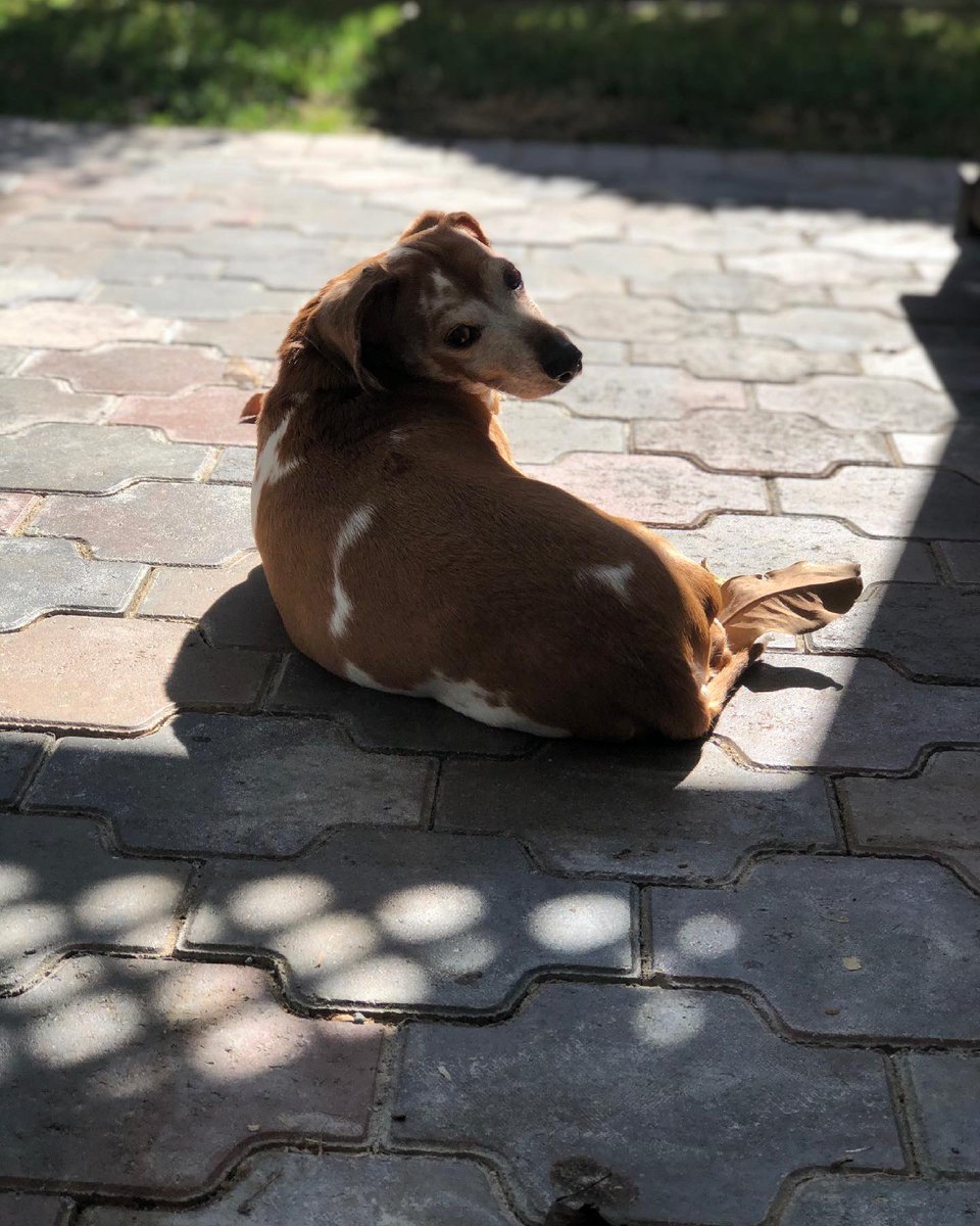 replirose's tweet photo. Bella was my world, my best friend, for all 16 years of her loving life. I knew this would be hard, but you can never really be prepared for it.
She’s resting now, and she’s crossed that rainbow bridge so she can be fat forever. I love you, and thank you for everything, Bella. https://t.co/rvt5i3qUFQ
