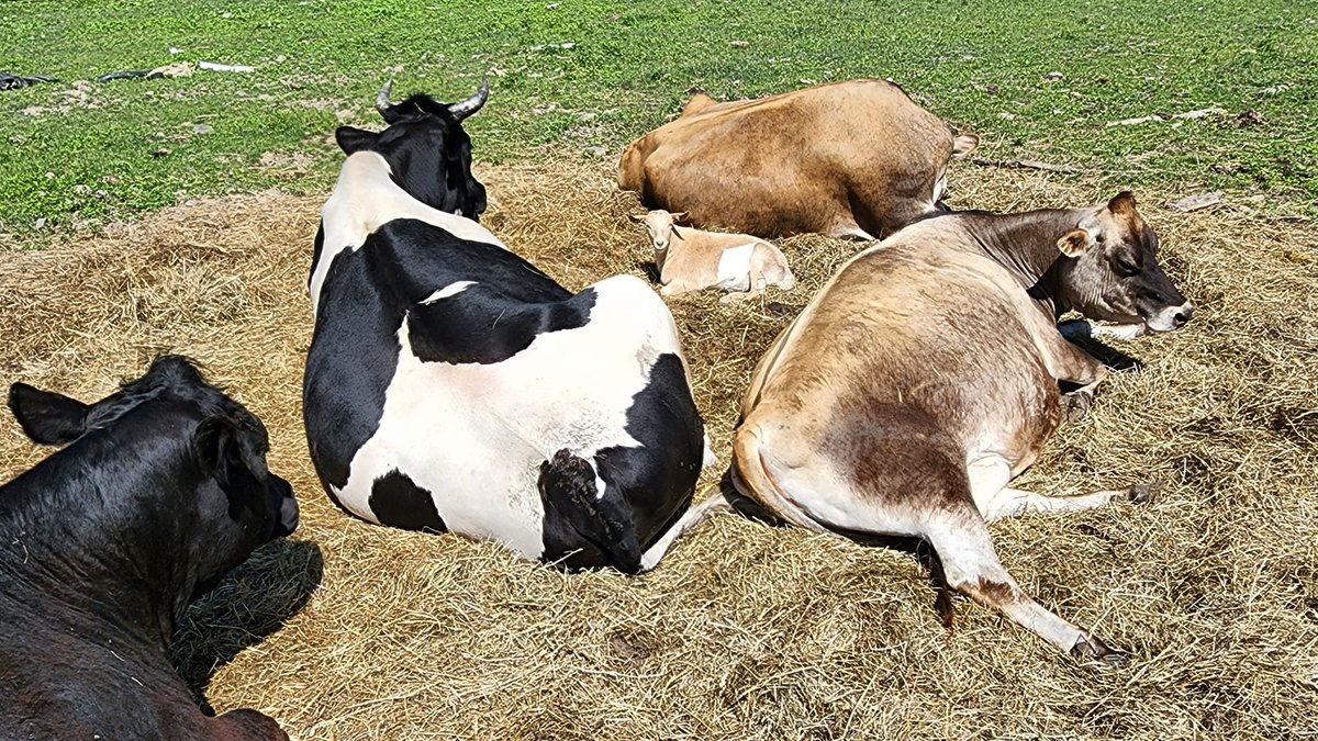 Broome Animal Sanctuary tweet media