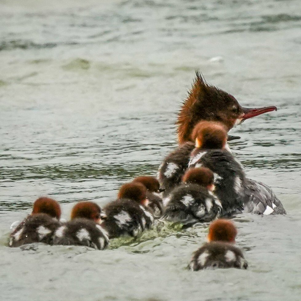 Graydio1's tweet photo. Rising river causing lineups on Merganser ferry. #tweettweet #BowRiver #tweettweet #birds #yyc https://t.co/0RBr43oSAS