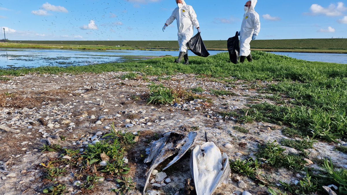natuurdigitaal's tweet photo. Korte update over de Vogelgriep op Texel. Tot gisteren werden er vanaf 29-5  1550 dode grote Sterns in de Mokbaai geruimd. Vanavond zijn er door @NMTexel en vrijwilligers meer dan 1000 vogels in de Petten geruimd. Alle jonge vogels zijn dood. Heel, heel triest. Einde broedseizoen https://t.co/38t2CKw6QG