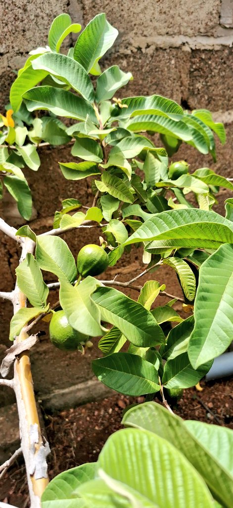 HuguFlavieNARE's tweet image. Yo la TL, par cette image, je profite remercier tous les membres de la TL qui ont eu à prendre part à la semaine culinaire du/au #BurkinaFaso.
Cette semaine l'objectif porte sur les fruit du/au pays des hommes intègres.
 #MetPlatAccompagnementduFaso #TL226 #lwili #culinaire