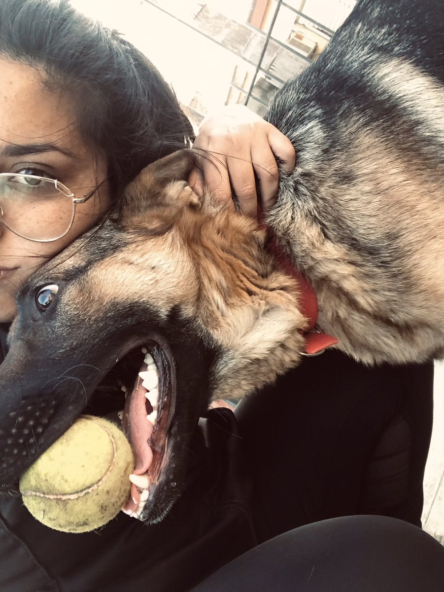 LiendoLeyla's tweet photo. Mi perrita?
LA MAS LINDA Y JANA DEL MUNDO
#Kaysa #OvejeroAleman🐶💕 https://t.co/6ioRCl2B27