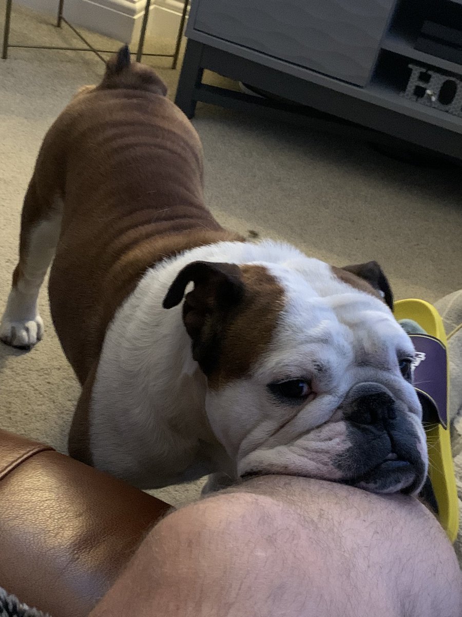 bulldog_harry's tweet photo. Right Dad, are you going to let me up on this #ForbiddenSofa or just let me stand here resting my head on things looking sad! #HarryTheBulldog 🐶 #Bulldogs #WoofWoof 🐾 #DogsofTwittter https://t.co/Mjq1q4uJPG