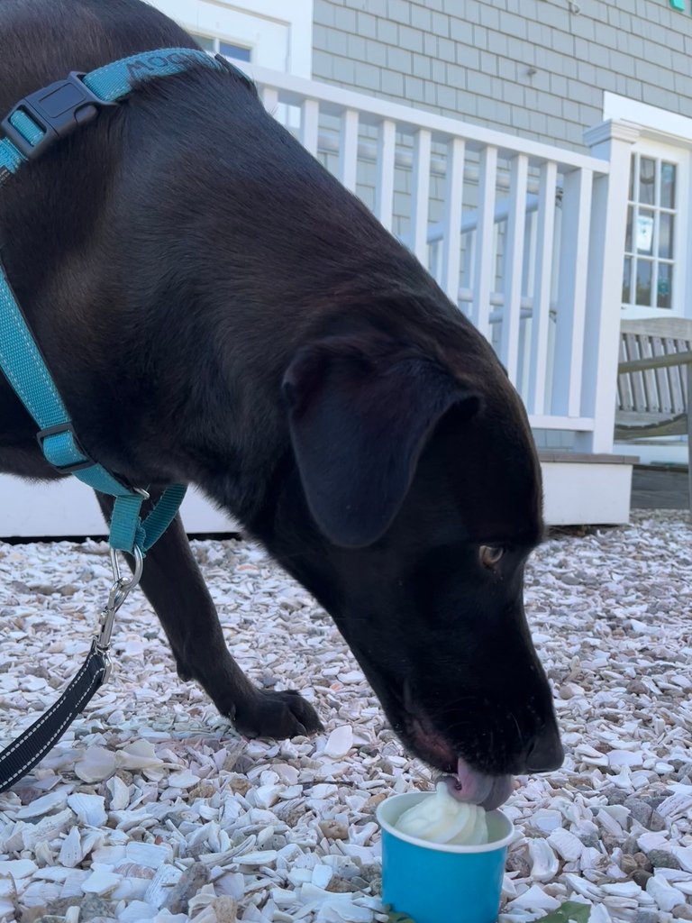 Don't forget to give your furry friend a cool treat!