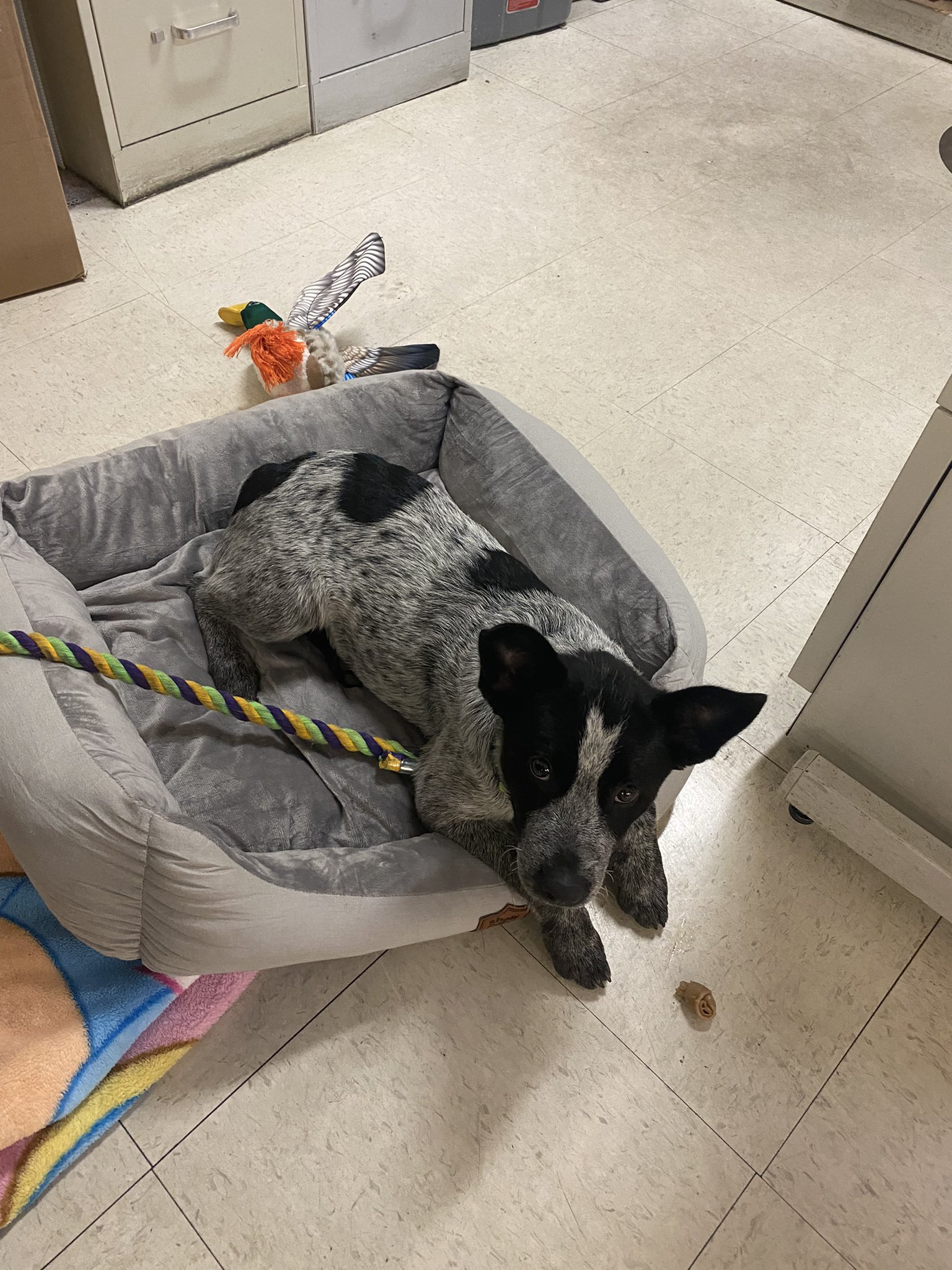 Jeffers dog clearance