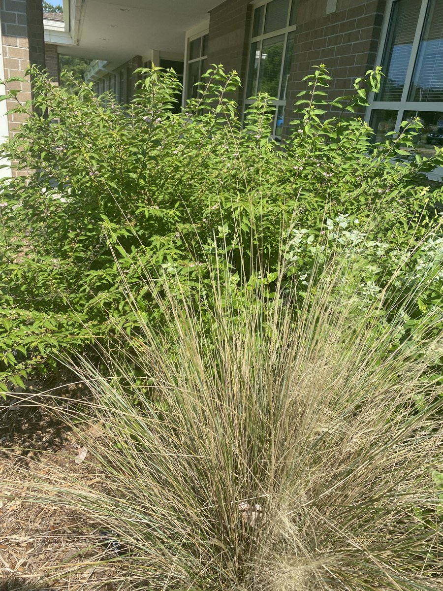 marietculver's tweet photo. Ocean Friendly Garden ‘Ocean Dance’ @SeatackDream @SurfriderVA #seaoats #pinkmuhlygrass #mountainmint #waxmyrtle #coneflower #blackeyedsusan https://t.co/EOxmfmfolC
