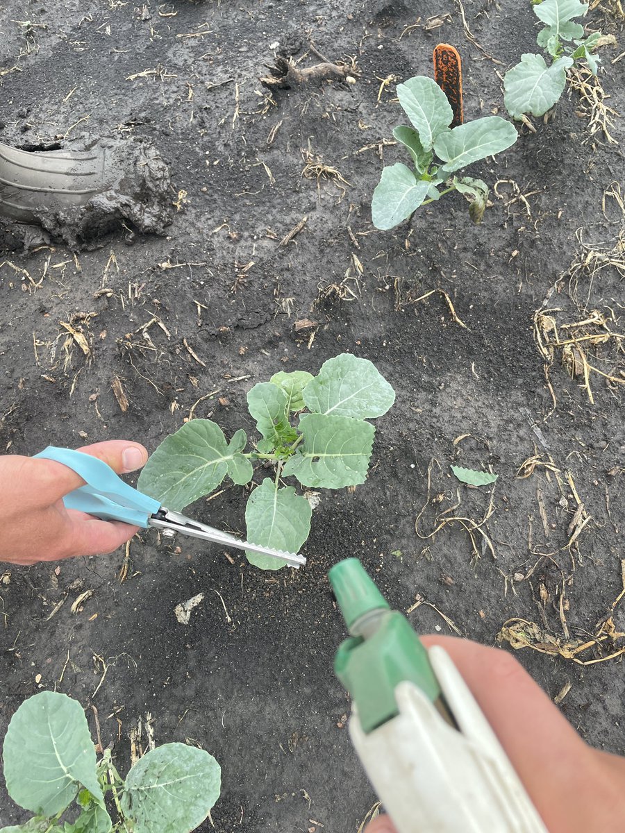 Natalie Hoidal tweet media