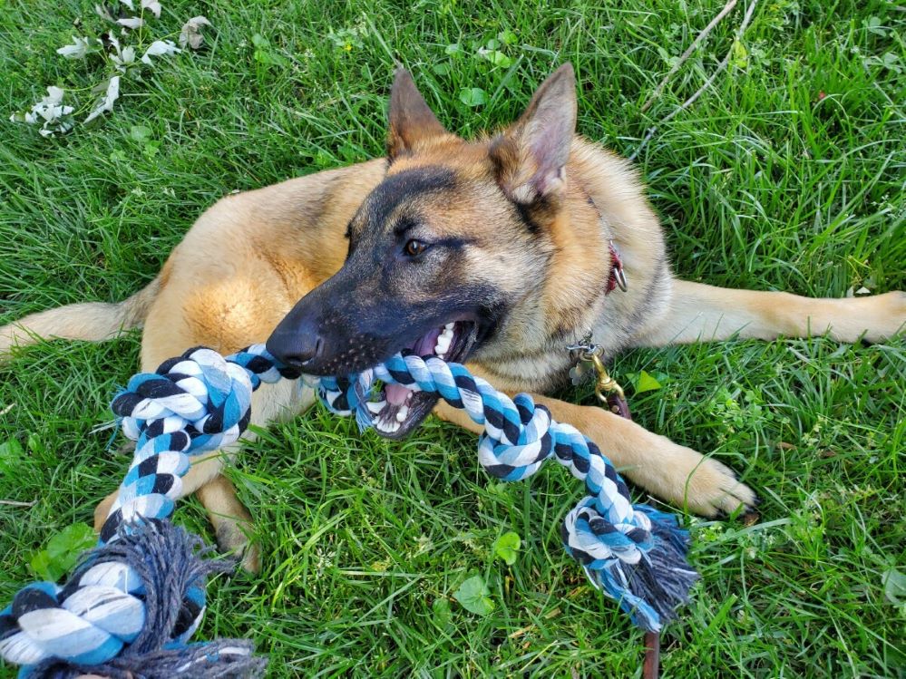 MAGSRPups's tweet photo. Rush says Hi! This boy is playful, silly, and full of puppy antics. His favorite thing in the whole world is a good long tug session followed by a serious cuddle. Looking for an affectionate puppy to fill your life with lots of laughs? https://t.co/EnUfpyMnIT #playislife #rescue https://t.co/tuBD4iFz8I