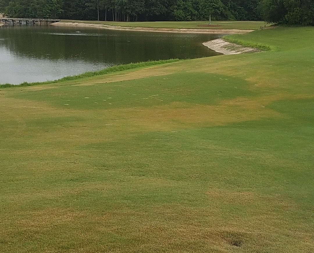 DolenStephen's tweet photo. The green spot is where a Hydro Cure pellet was used on a hot spot. It didn’t stop the rest of the turf from getting dry but I sure helped that dry spot. #harrells #hydrocurepellet https://t.co/gLsOl5au16