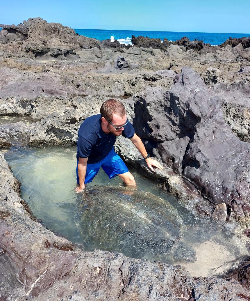 Concerned members of the public reported this green #Turtle which was stuck in a rock pool. Our team helped to safely guide her out of the pool and into the sea to recuperate #community #Conservation #smallislandBIGVISION