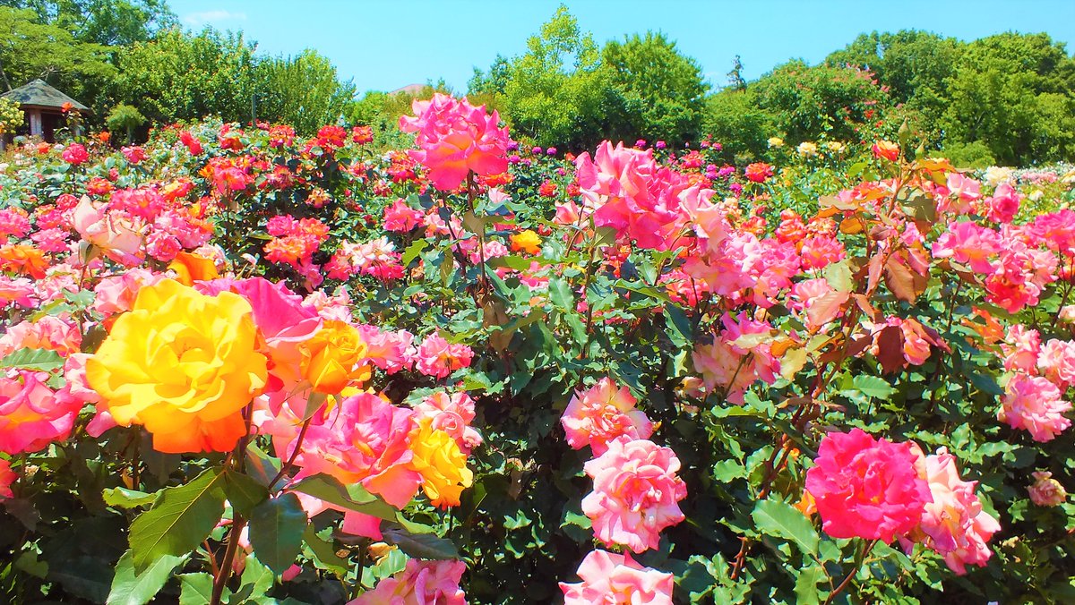 おはようございます(*^^*)
今日も素敵な一日になりますように～(˶･ᴗ･˶)💕
本日もよろしくおねがいします
Have a nice day!💋
【散策～京成バラ園にて（千葉県八千代市）】
