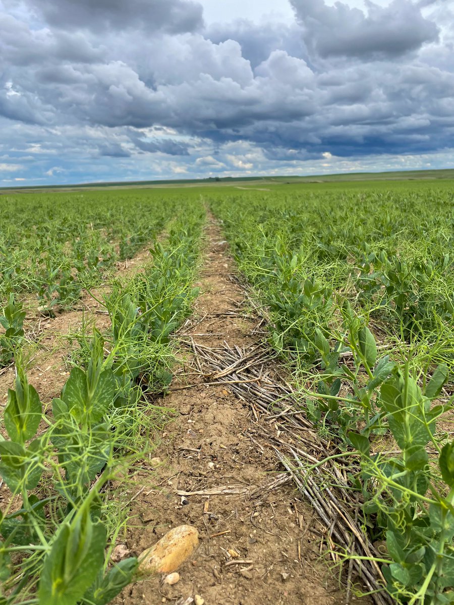 CourtneyMeston's tweet photo. Happy to see these peas treated with #LALFIX inoculant showing off some great roots and nodulation! Canโt wait to watch this crop grow over the next few months! @LallemandPlant #SWSask https://t.co/F4xRyTtakH