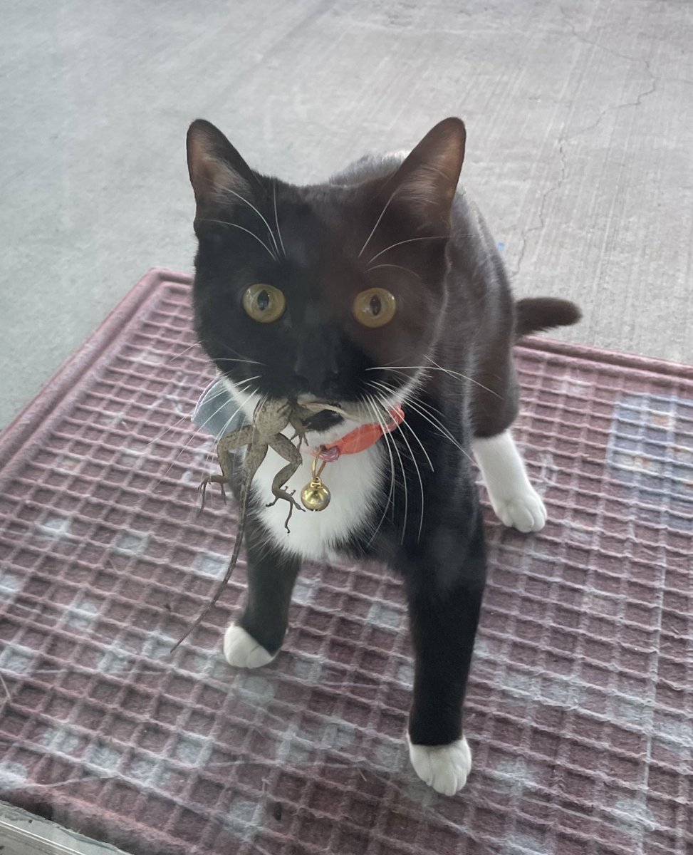 I brought you a gift 😺#CatsOfTwitter #CatsofTwittter